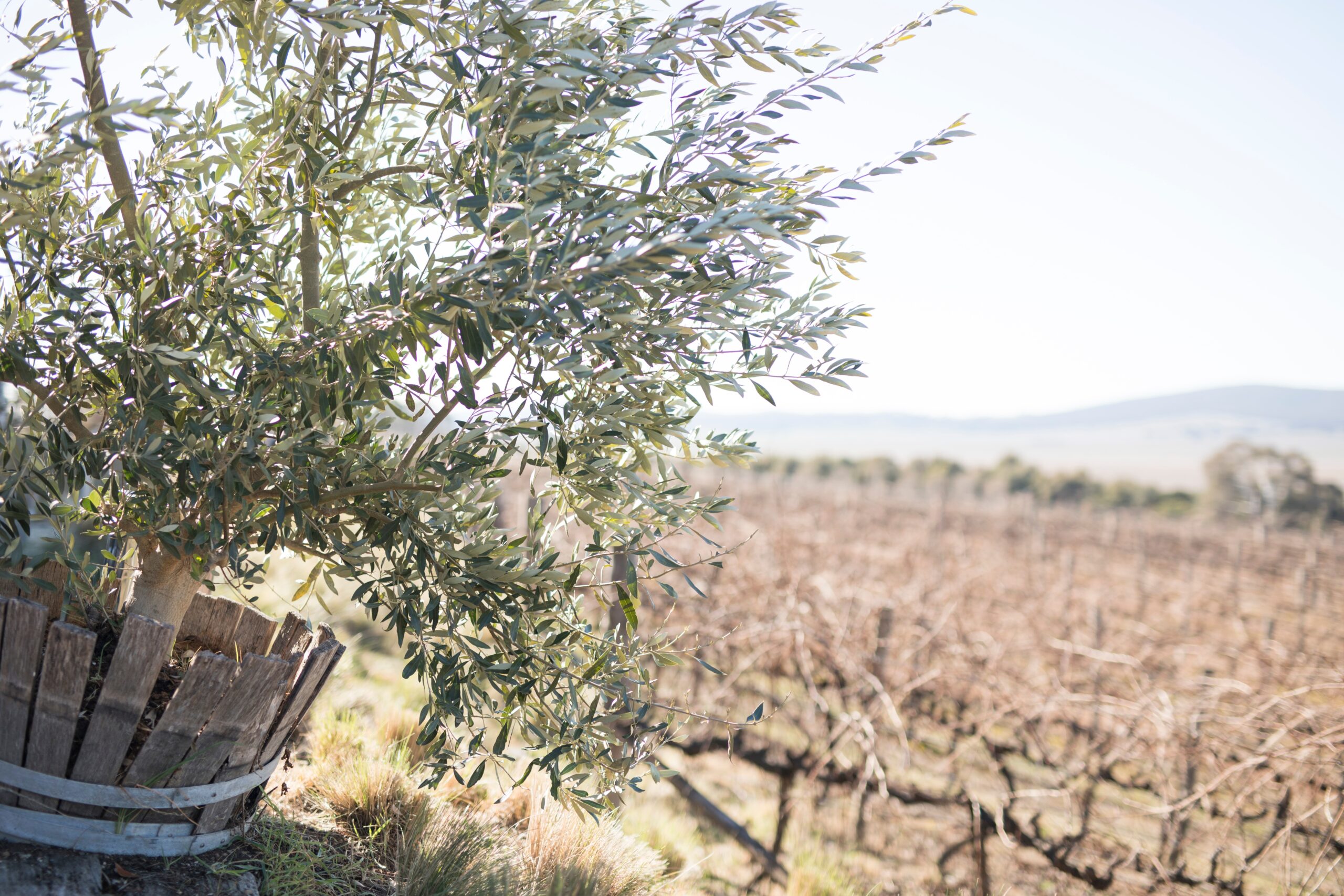 El arte de Cultivar el Olivo